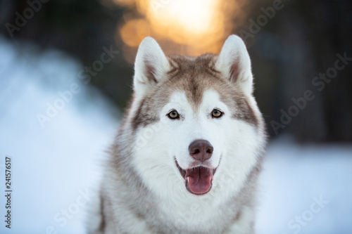 Close-up portrait of beautiful and happy siberian Husky dog sitting on the snow in the fairy winter forest at sunset