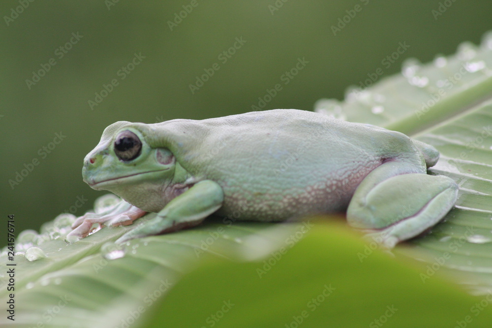 Fototapeta premium Dumpy frog on leaf with droplet