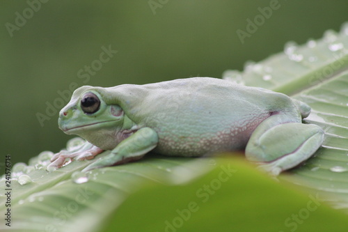 Dumpy frog on leaf with droplet