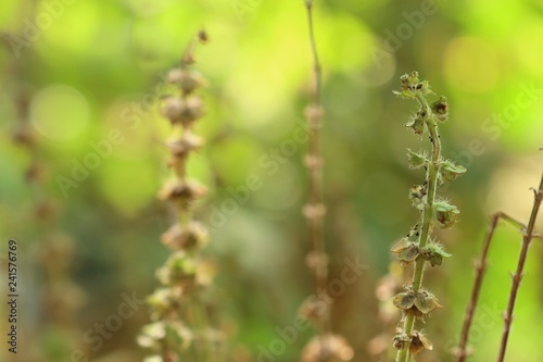 basil plant in garden