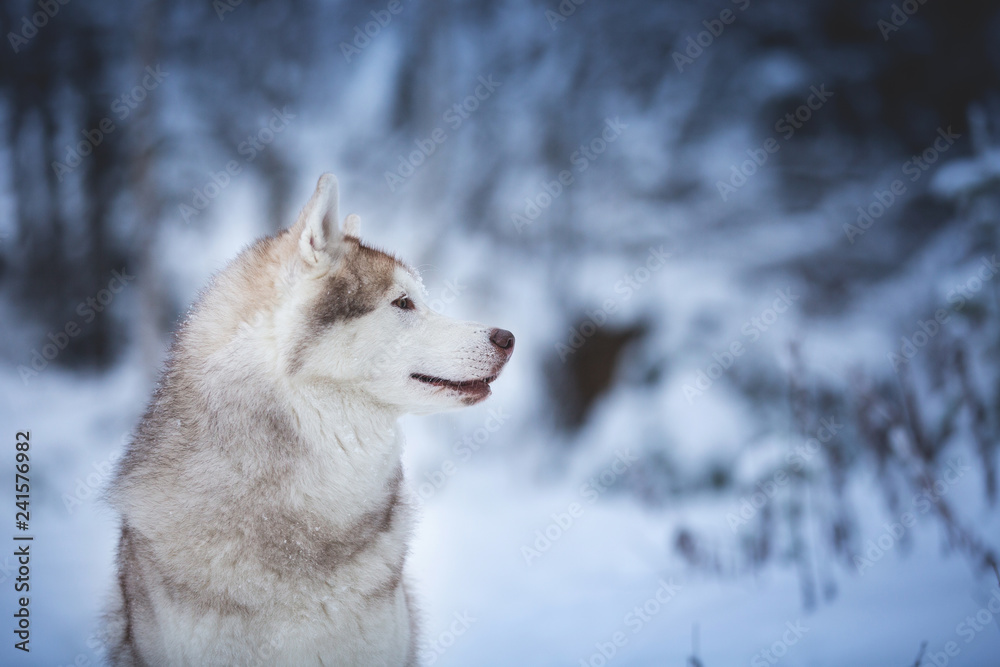 Profile Portrait of beautiful and happy beige dog breed siberian husky sitting on the snow in the fairy winter forest