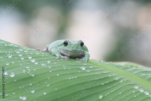 Dumpy frog on leaf and droplet with background bokeh