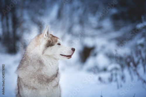 Profile Portrait of beautiful and happy beige dog breed siberian husky sitting on the snow in the fairy winter forest