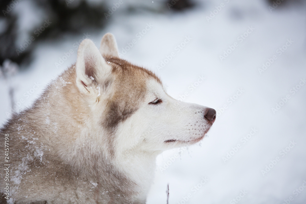 Profile portrait of beautiful and free beige dog breed siberian husky lying on the snow in the fairy winter forest