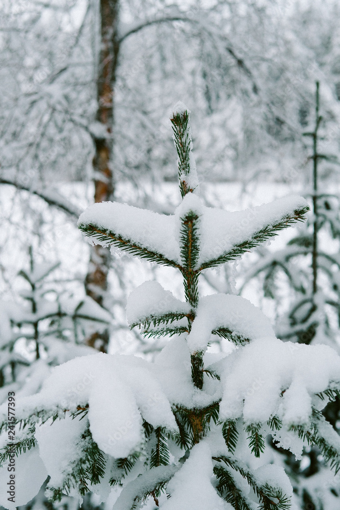 Snow on Christmas trees in forest 