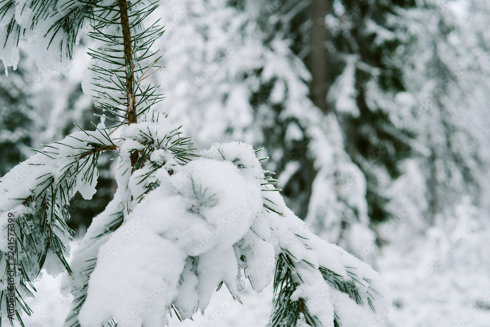 Snow on tree branch in forest Snow on tree branch in forest