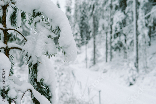 Snow on Christmas trees in forest 