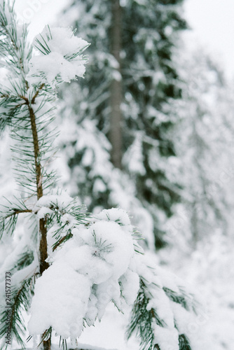 Snow on Christmas trees in forest 