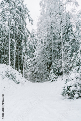 Snow on trees in forest 