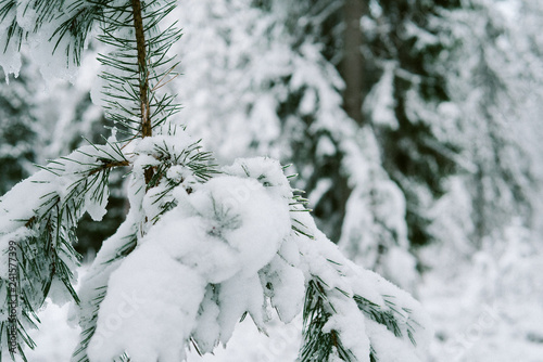 Snow on tree branch in forest 