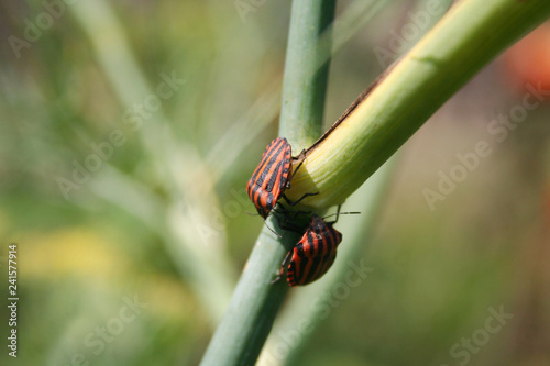 Graphosoma lineatum italicum insects. Italian red shield bug with black stripes on a plant in summer 