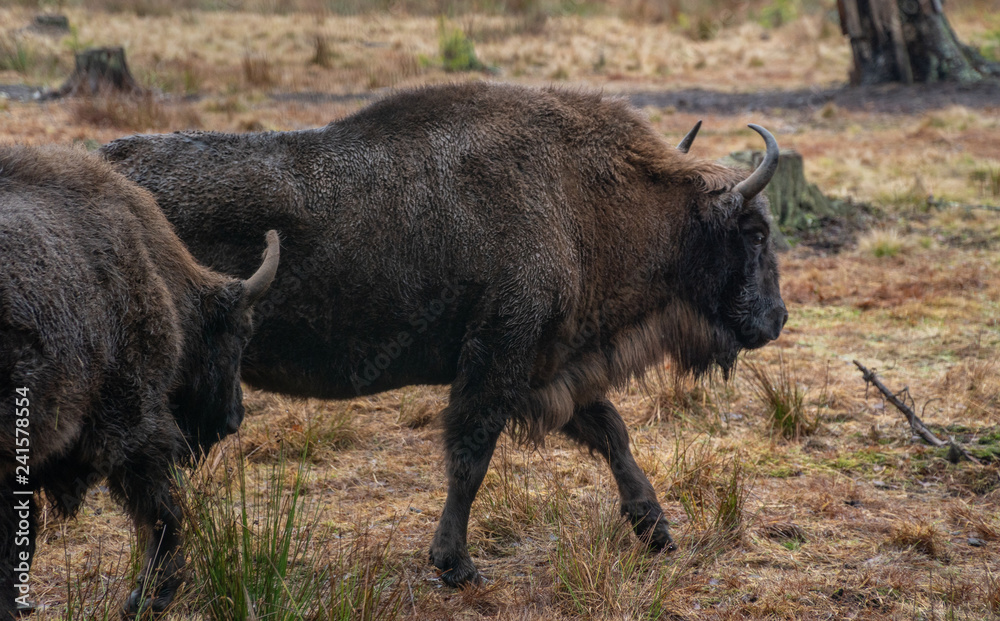 buffalo head grass grazing wildlife bison animal cow horns brown big buffalo head grass grazing wildlife bison animal cow horns brown big