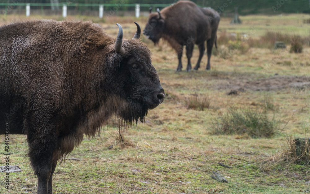 buffalo head grass grazing wildlife bison animal cow horns brown big buffalo head grass grazing wildlife bison animal cow horns brown big
