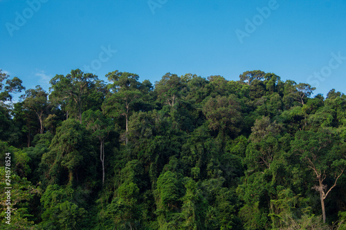 big tree in forest