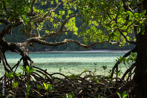 Fototapeta Naklejka Na Ścianę i Meble -  Mangrove tree at Surin Island