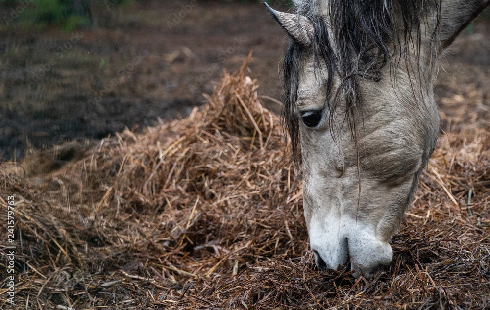 horse beauty horses pony wild big face domestic ears animal farm nature grass head horse beauty horses pony wild big face domestic ears animal farm nature grass head