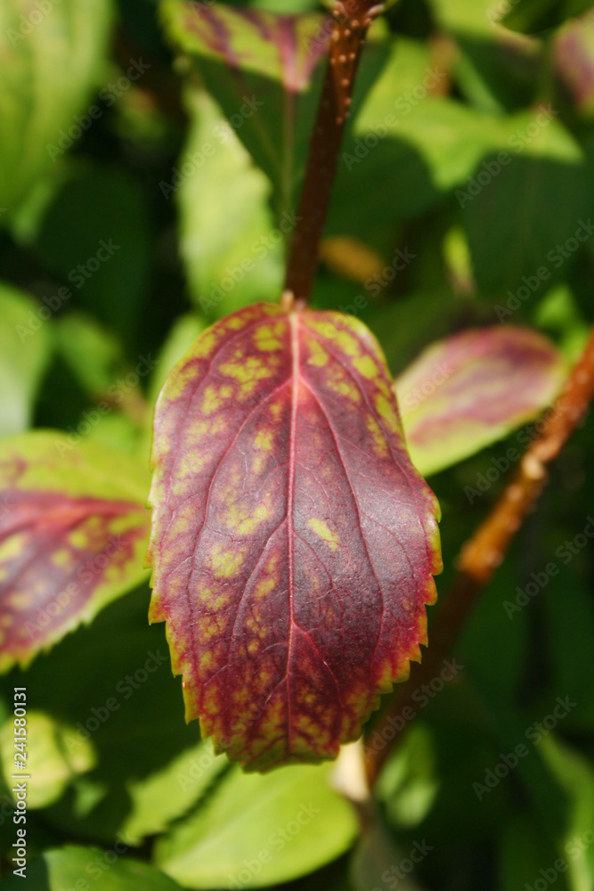 Forsythia bush in autumn with red spot on a green leaf

