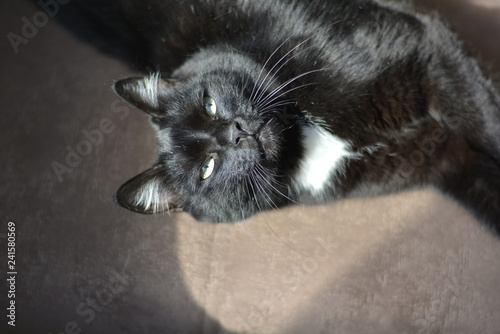 Fotografie A black cat with a white spot on the neck