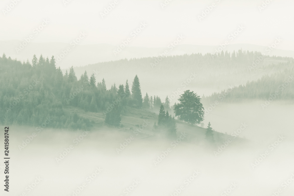 Fototapeta Foggy mountain ranges covered with spruce forest in the morning mist