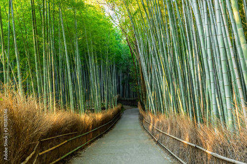 beautiful walkway in green bamboo forest, tourist famous place in Japan, Kyoto, Arashiyama