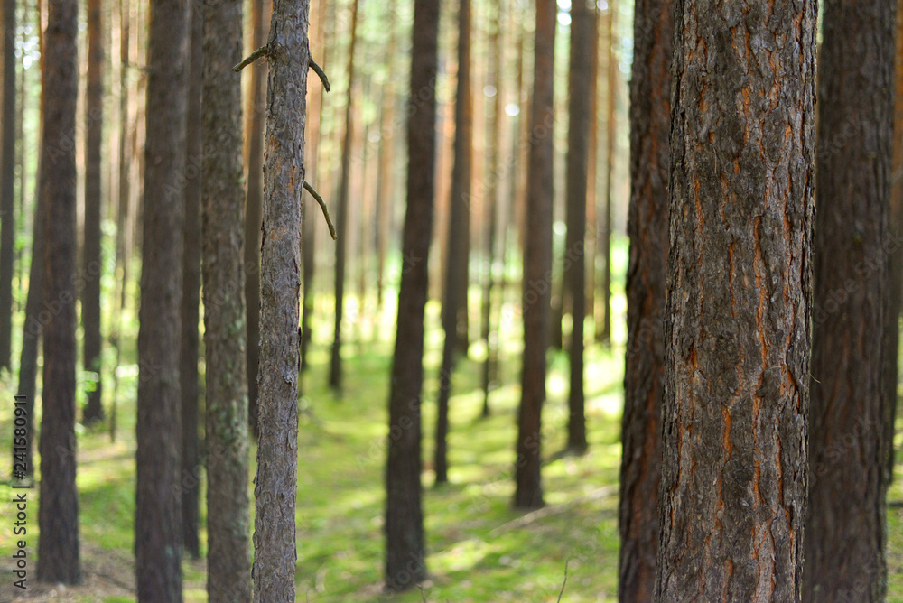 Blurred pine forest. Blurred pine forest.