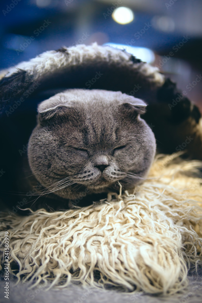 the cat is cute sleeping in a small house for animals. British shorthair  grey cat with big wide face. pet accessories concept, vertical photo Stock  Photo | Adobe Stock