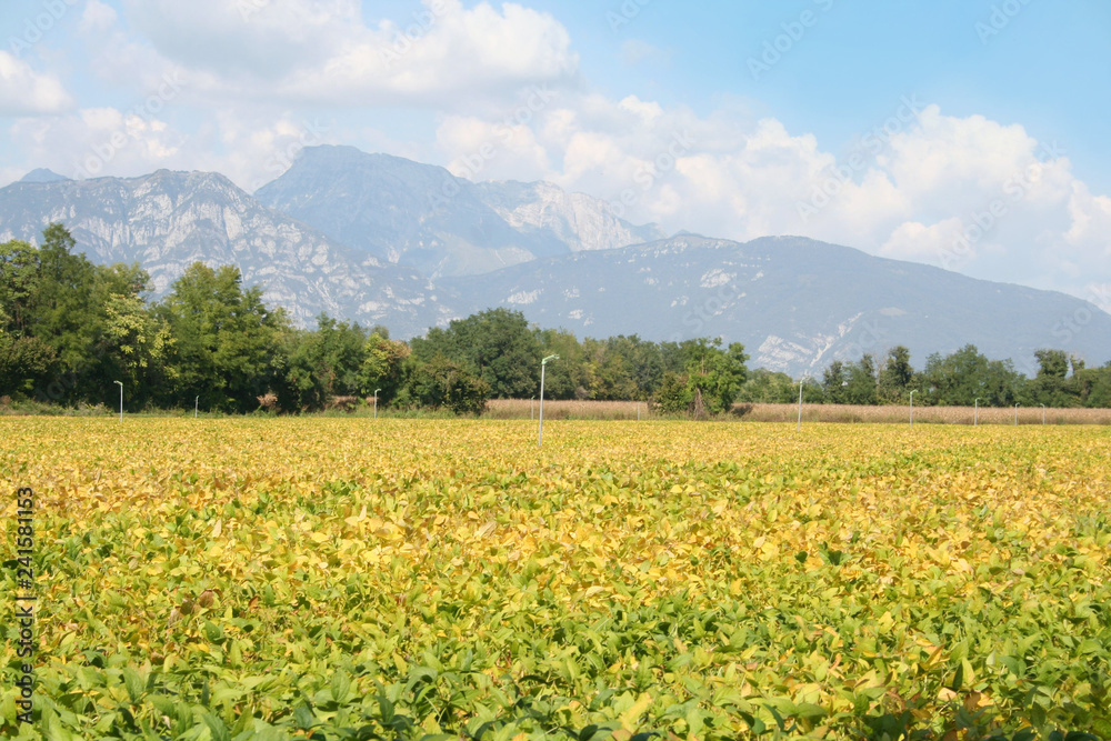Green and yellow soybean field in the italian countryside. Soybean cultivation
