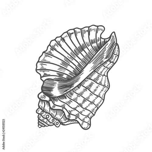 engraving illustration of spiral seashell