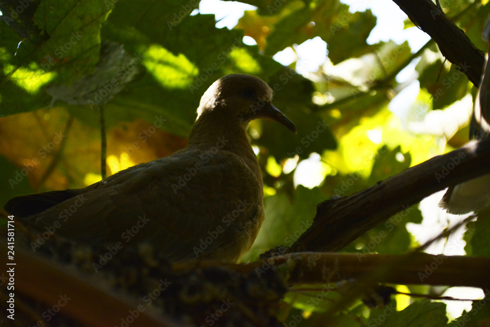 Fototapeta premium neck sitting in the thickets of the vineyard