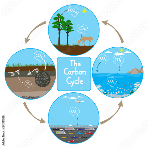 Carbon Cycle in Nature