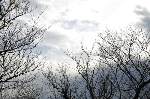 枯れ木と冬の空