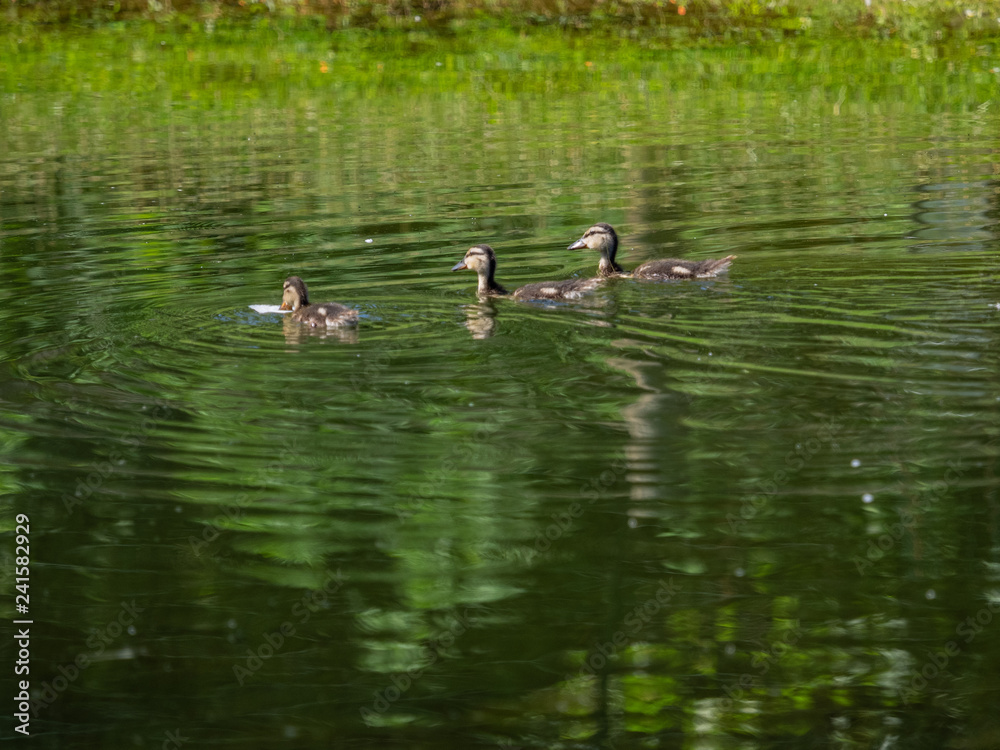 Ducklings on the pond, Charente-Maritime Ducklings on the pond, Charente-Maritime