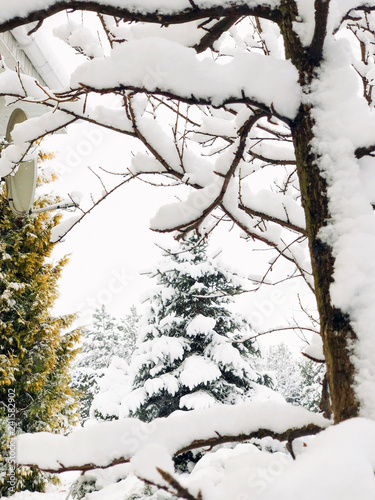 pine tree and garden under snow in winter