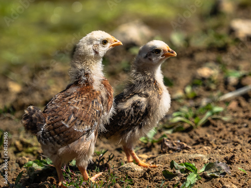 Two chick in feild 2