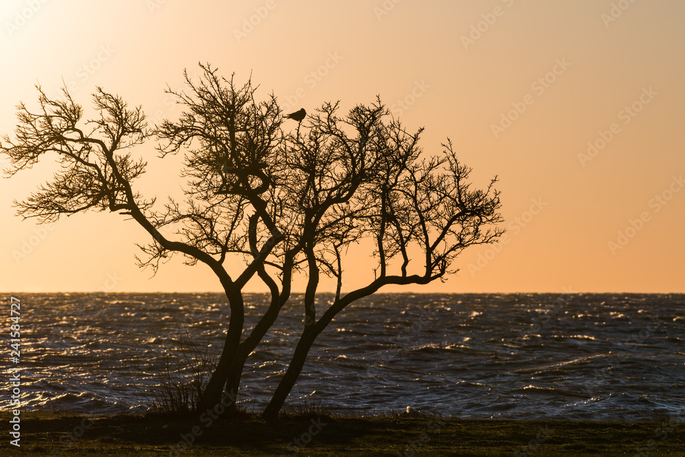 Tree silhouette with a bird in the top Tree silhouette with a bird in the top