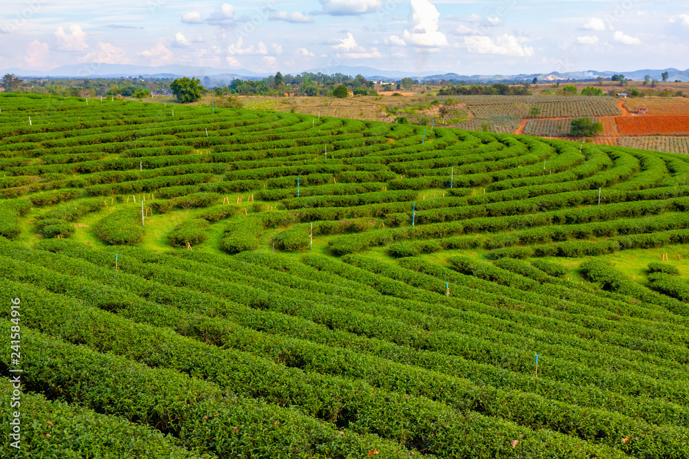 landscape tea field in north Thailand