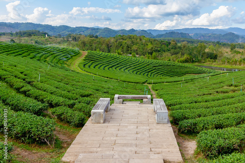 landscape seatfront of tea field in north Thailand