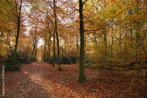 Autumn in Belgium.