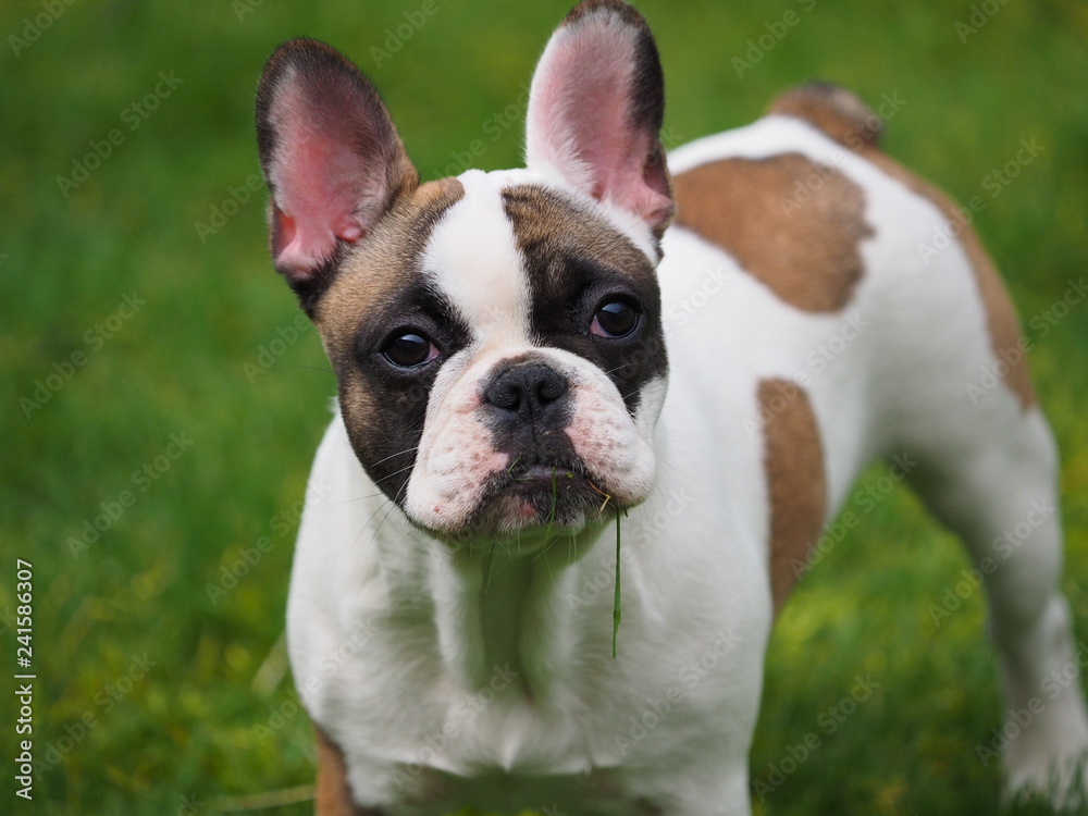 French bulldog with grass in its mouth