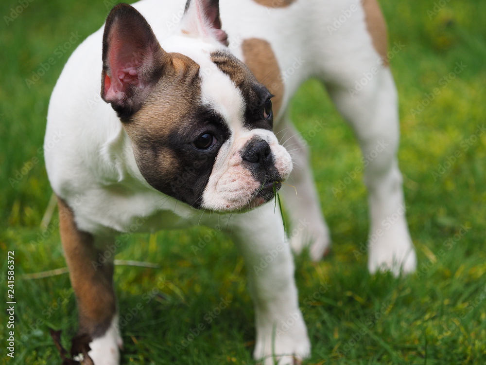 Young French Bulldog with grass in its mouth
