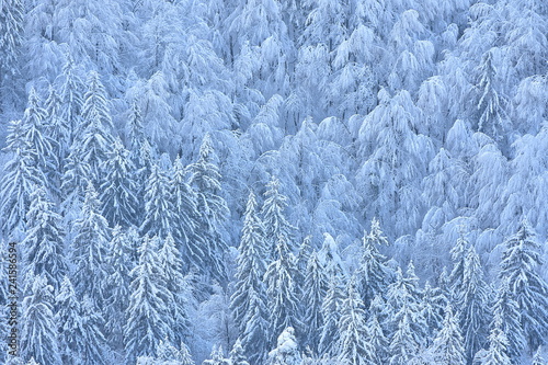 Winter scene with snowy spruces and beech. Half of the photo is spruce and the other half are beech.