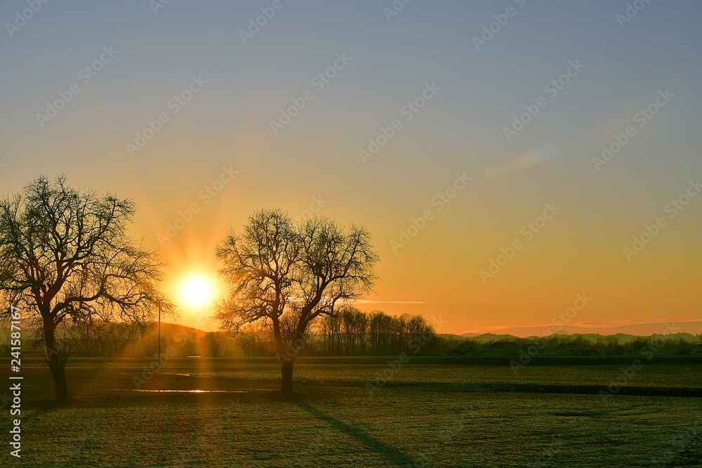 Beautiful sunset over the meadow. The sun is exactly between two trees.