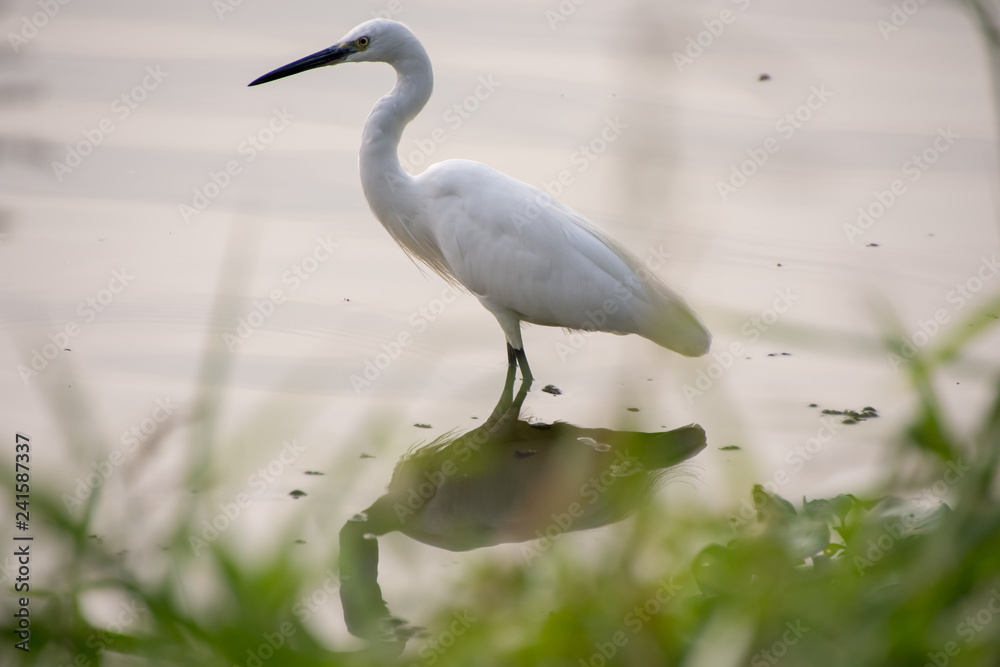 bird, egret, heron, white, water, nature, animal, wildlife, wild, lake, beak, great, little, feather, marsh, pond, snowy, feathers, florida, egretta, birds, garzetta, snowy egret bird, egret, heron, white, water, nature, animal, wildlife, wild, lake, beak, great, little, feather, marsh, pond, snowy, feathers, florida, egretta, birds, garzetta, snowy egret