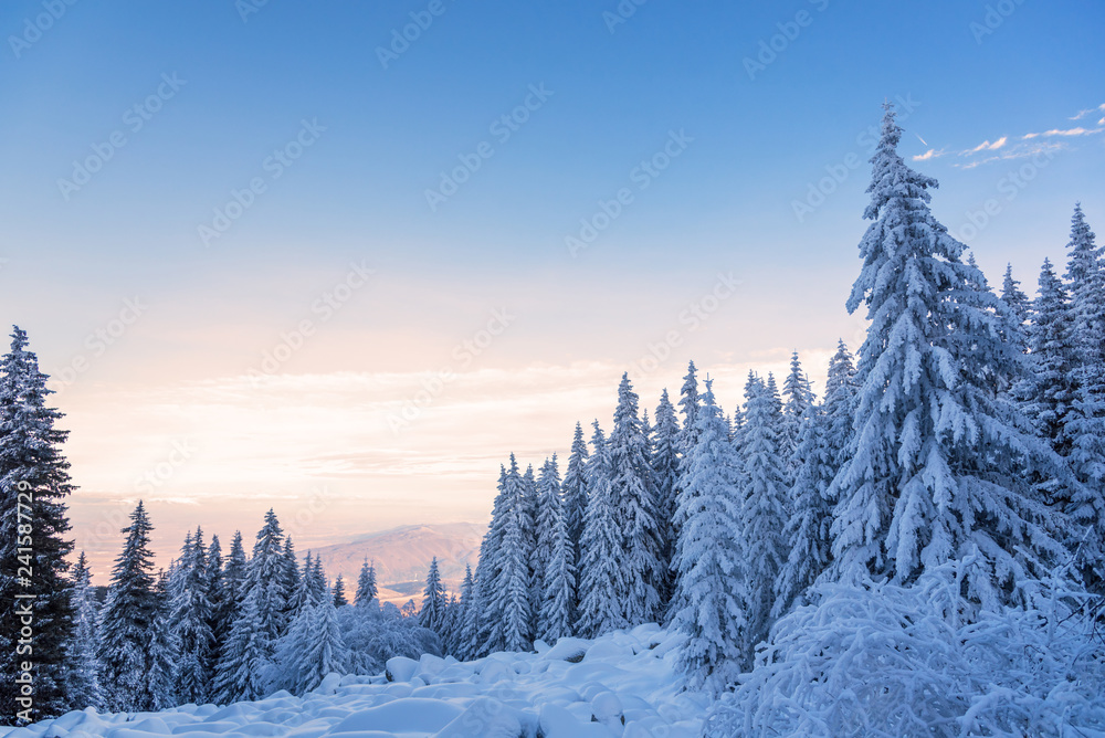 Naklejka premium Forest pine trees in winter covered with snow in evening sunlight.