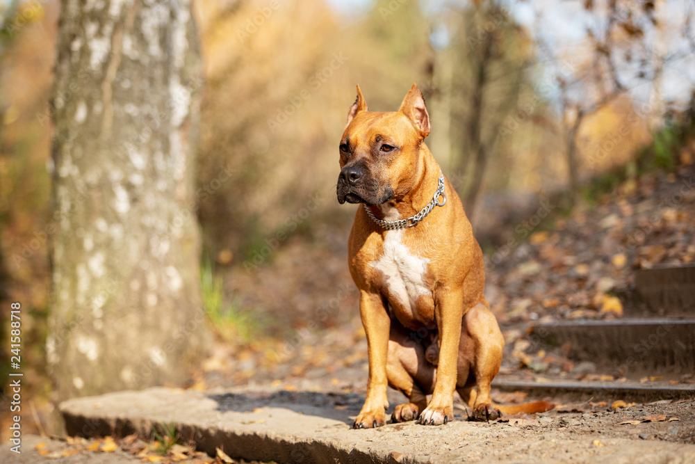 Adorable red dog walks in park at autumn Adorable red dog walks in park at autumn