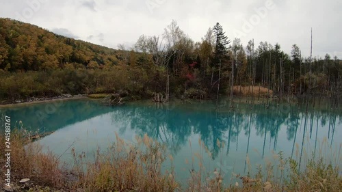 Blue pond (Aoiike) in Biei, Hokkaido Autumn season, It is the result of works on the Biei River, carried out after the 1988 eruption of Mount Tokachi