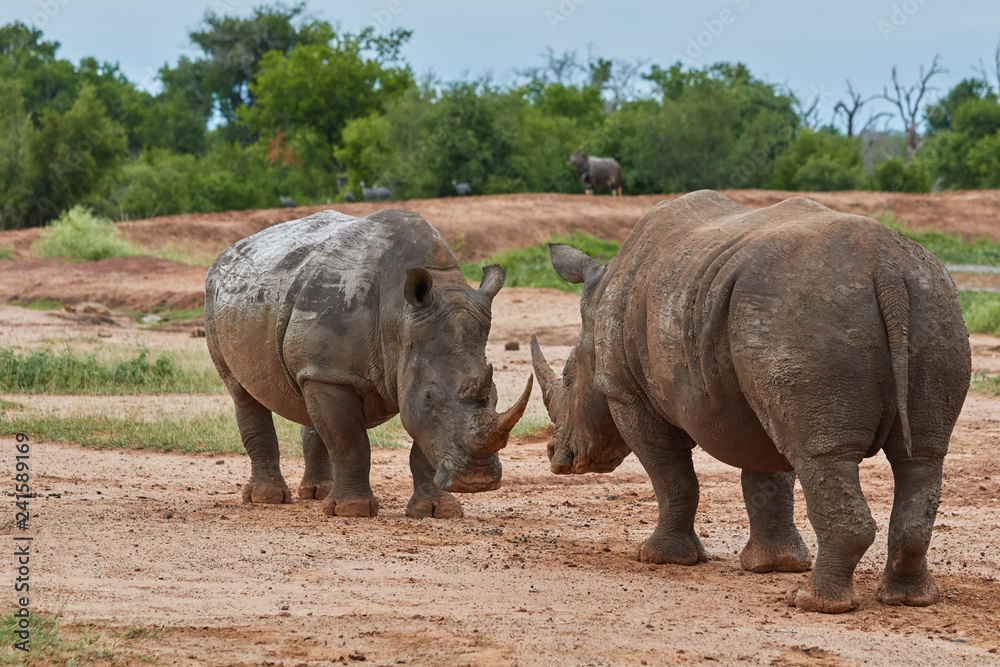 Obraz premium Two rhinos