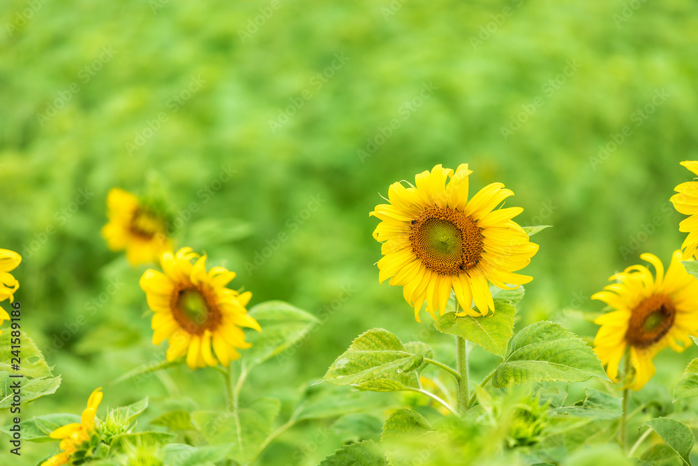 close-up view of sunflower fields green grass background. close-up view of sunflower fields green grass background.
