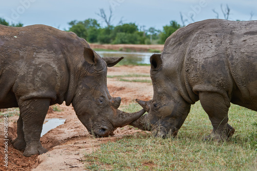 Rhino standoff