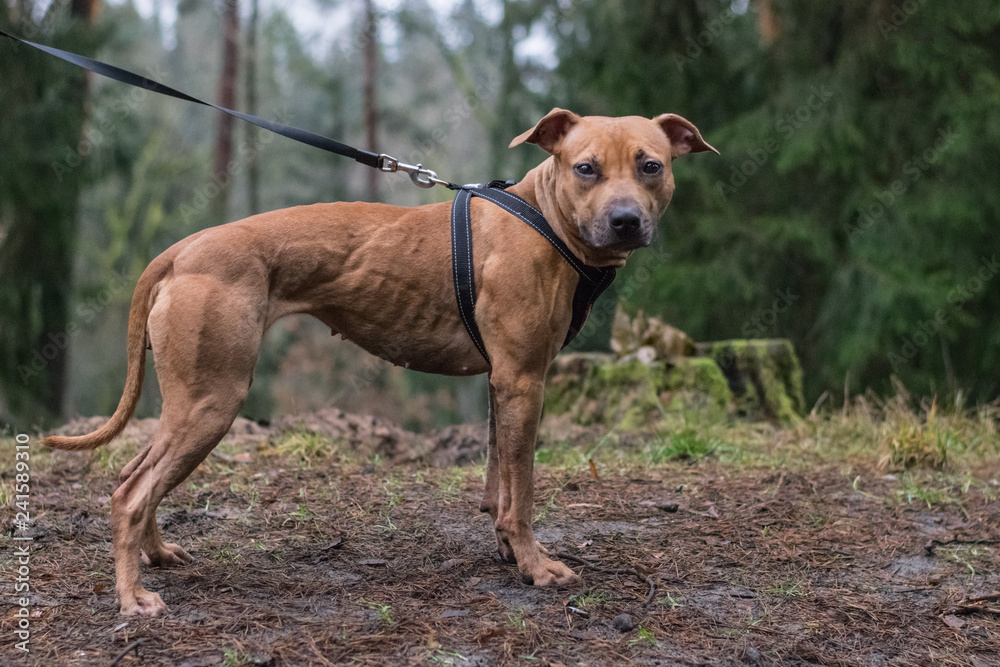 amiercan pit bull terrier 